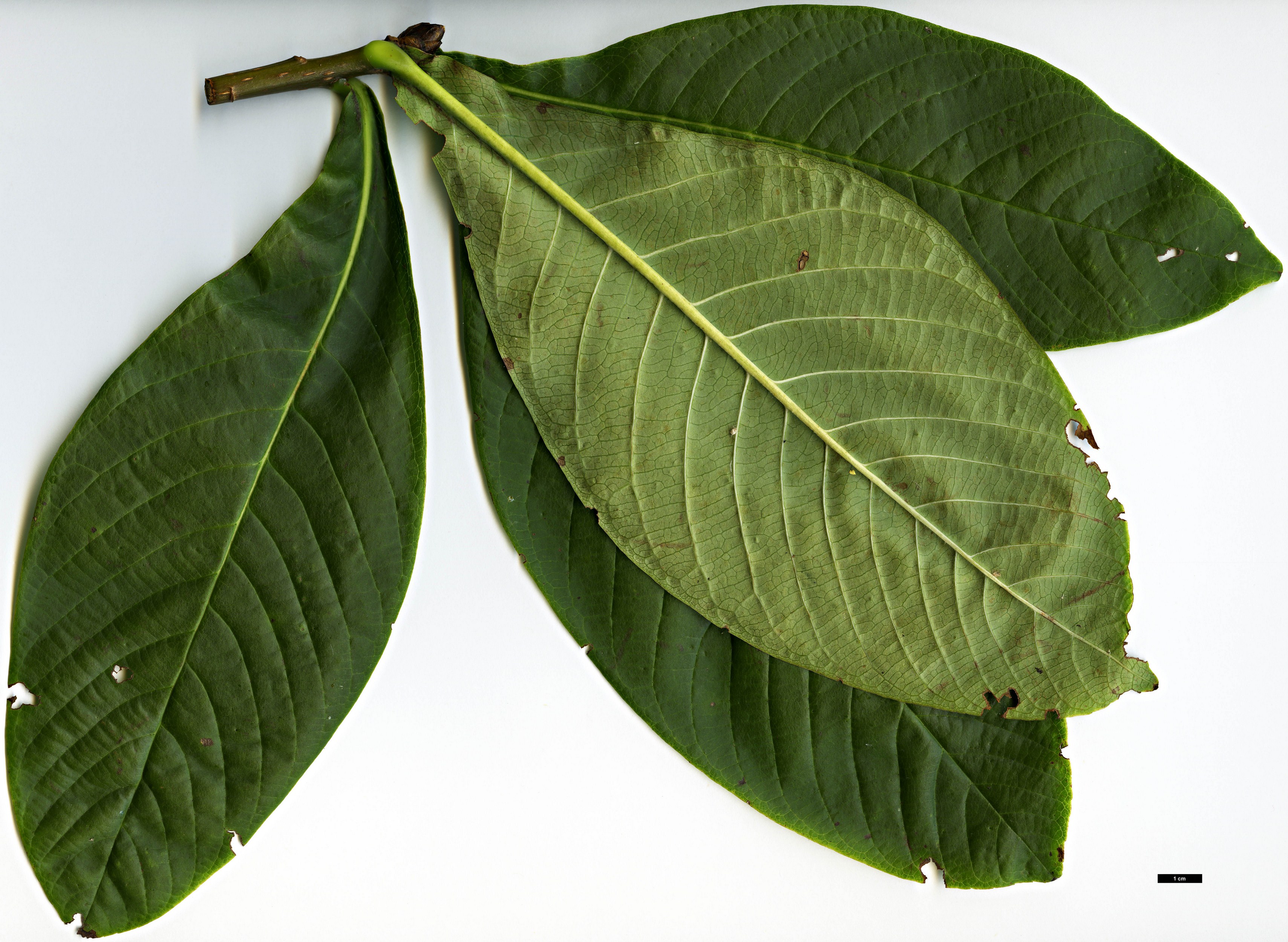 High resolution image: Family: Rosaceae - Genus: Sorbus - Taxon: medongensis